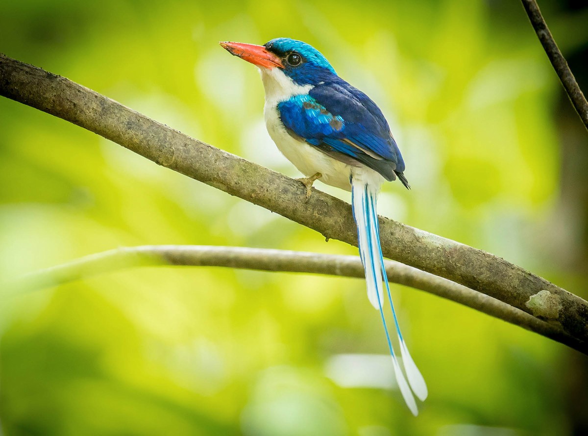 Common Paradise-Kingfisher - Dom Chaplin