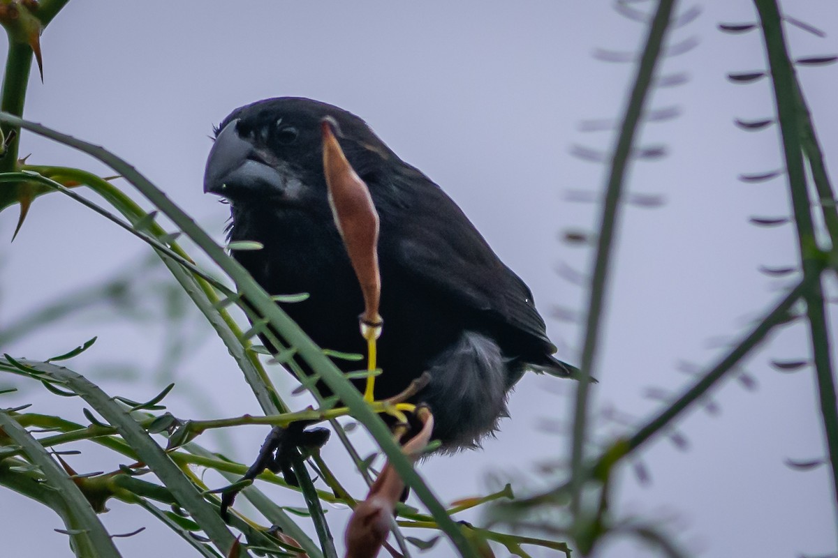 Large Ground-Finch - ML147991251