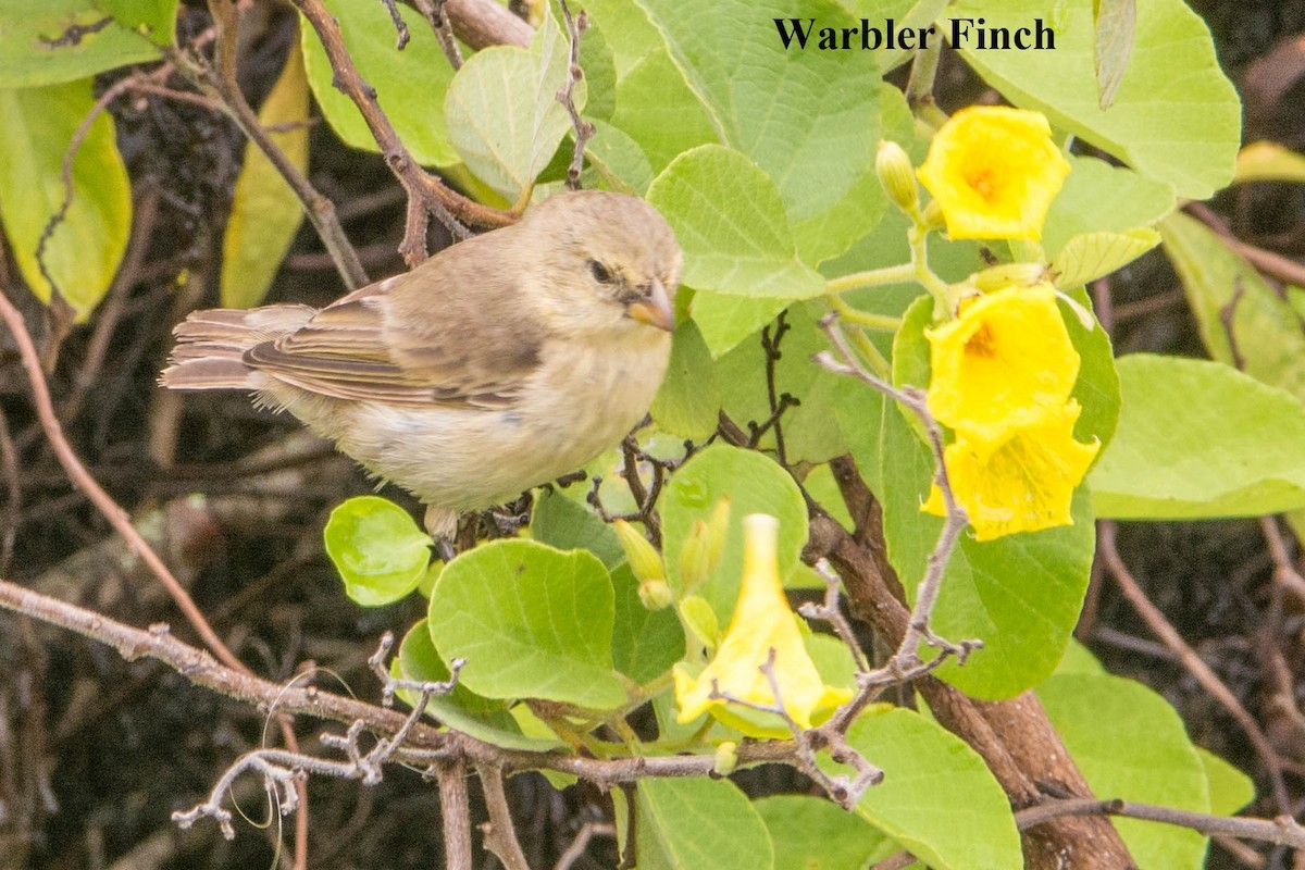 Small Tree-Finch - ML147991541