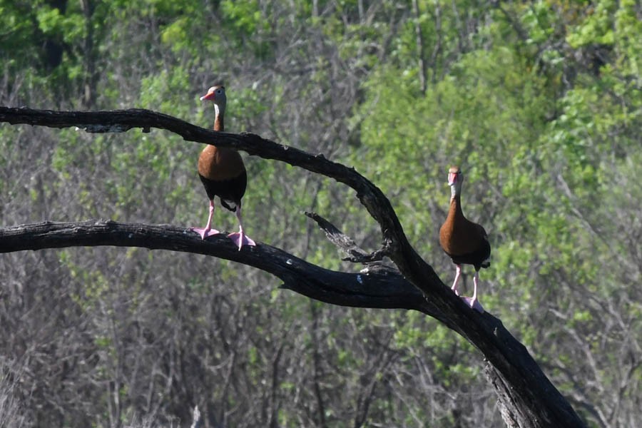 Black-bellied Whistling-Duck - Troy Hibbitts