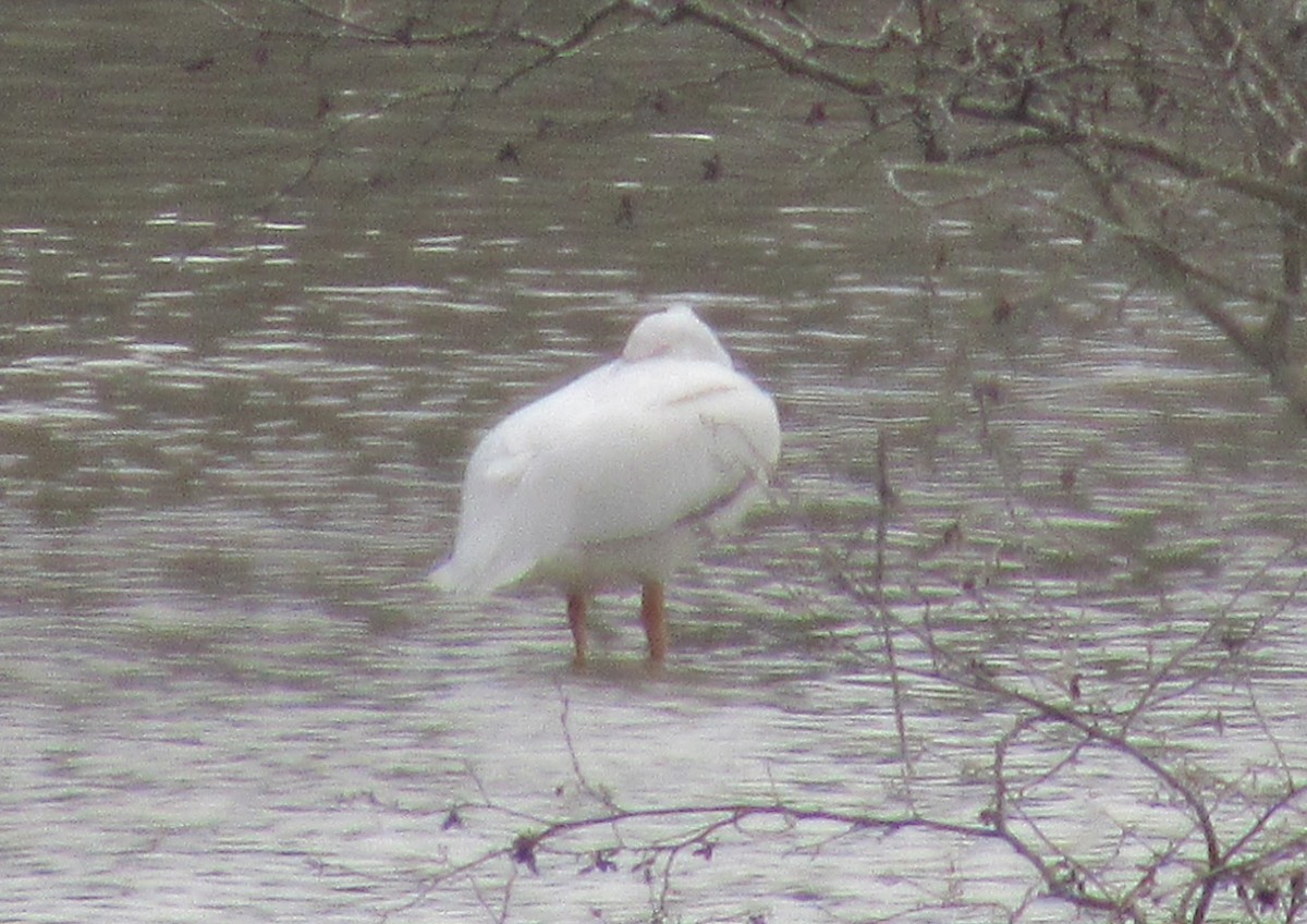 American White Pelican - ML147991901