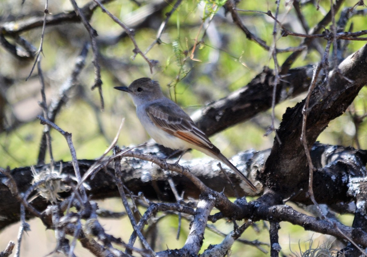 Nutting's Flycatcher - Mike Cowlard