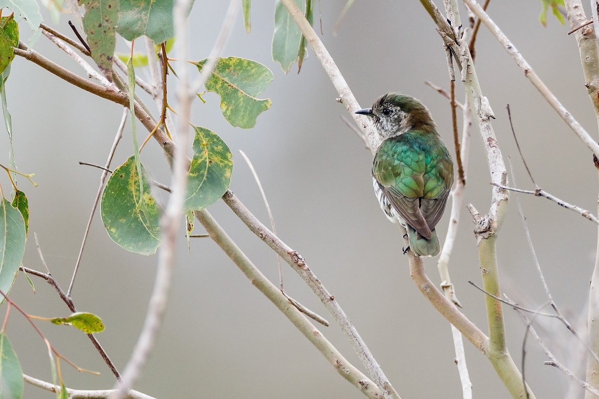 Shining Bronze-Cuckoo - ML147992951