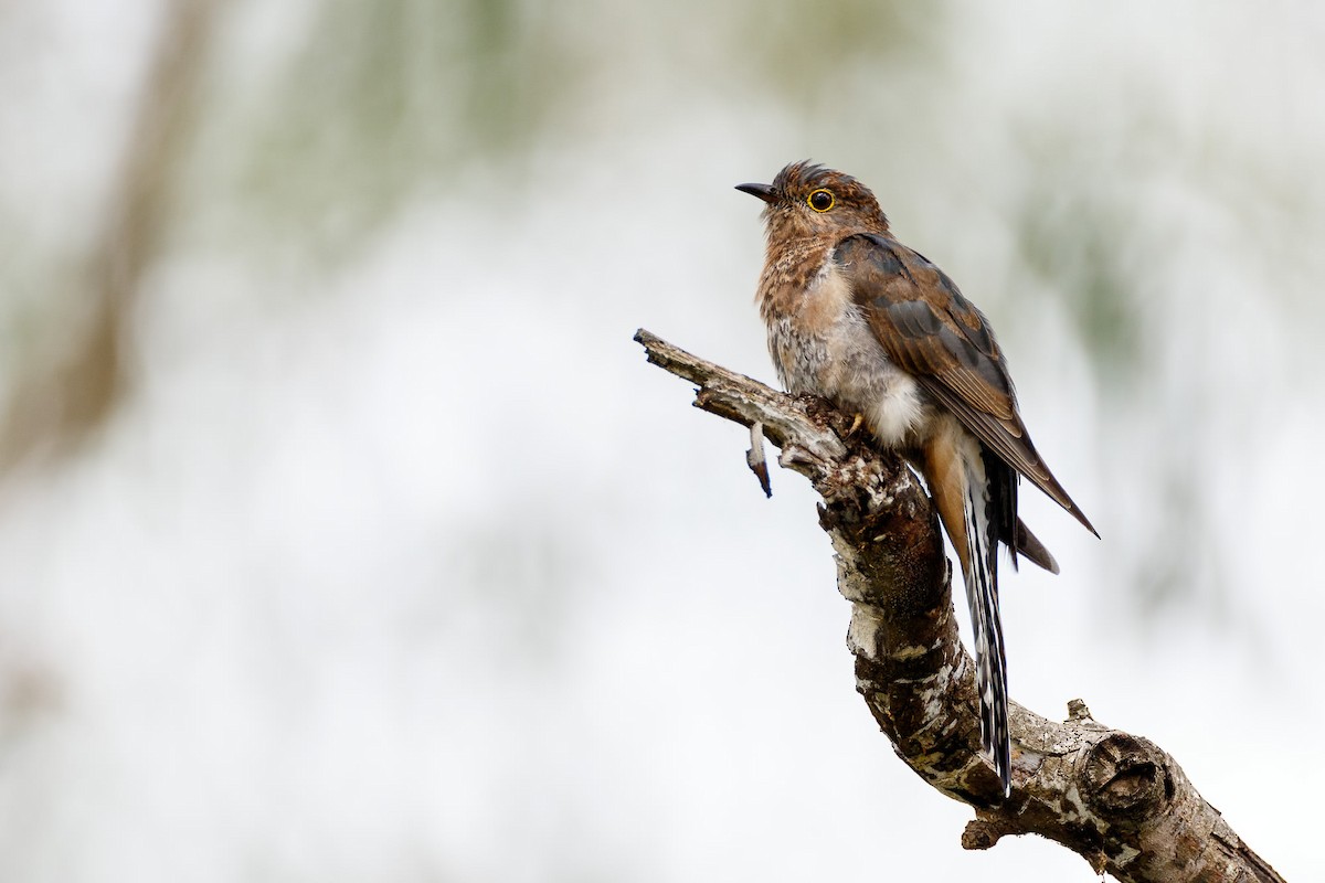 Fan-tailed Cuckoo - ML147992961