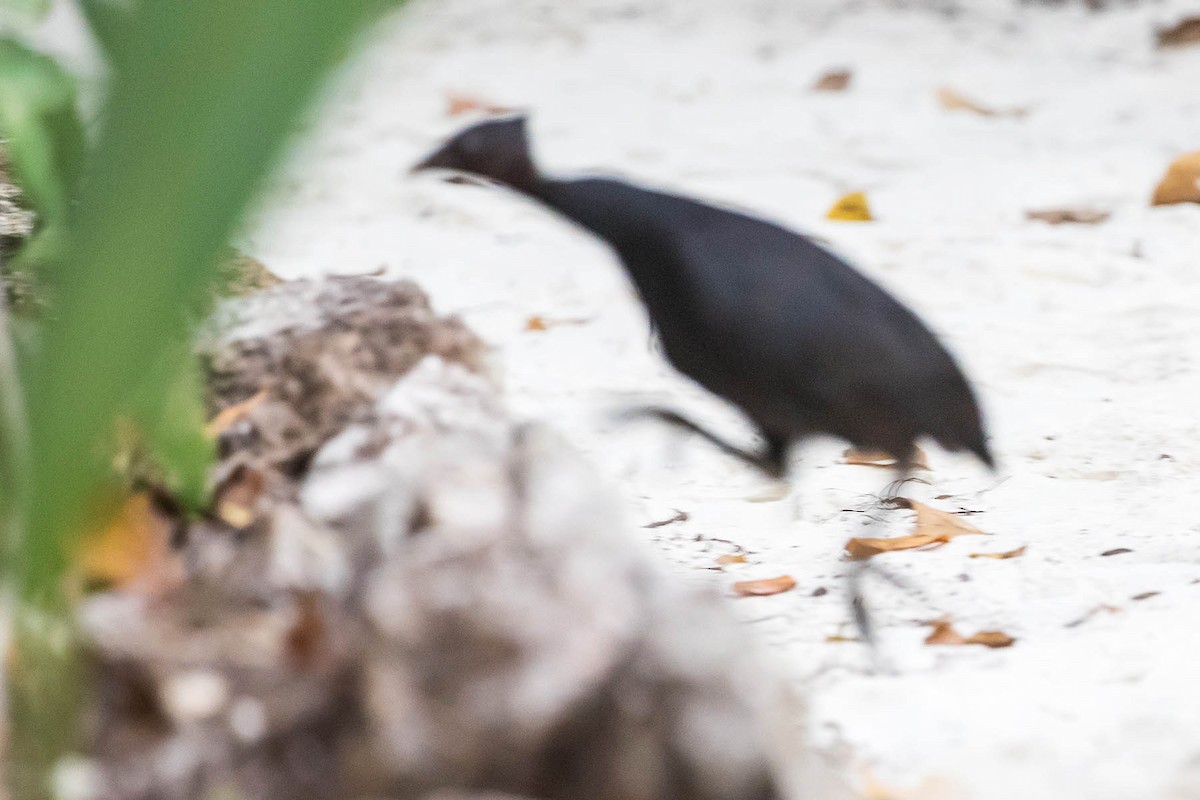 Dusky Megapode (Dusky) - Dom Chaplin