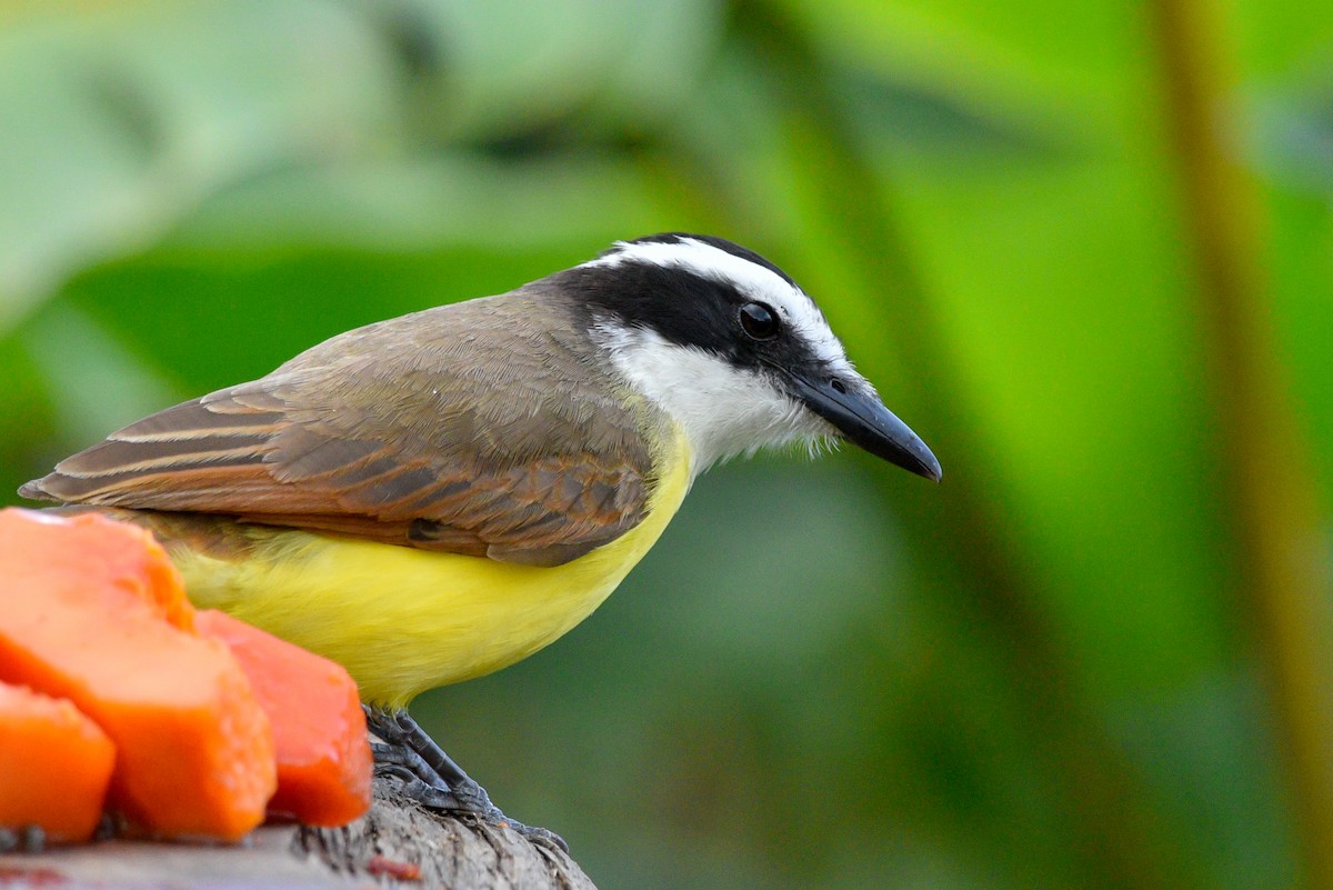 Great Kiskadee - ML147994011