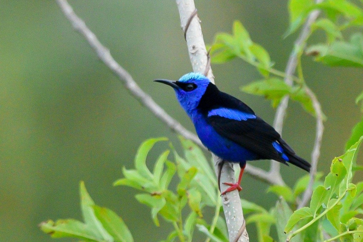 Red-legged Honeycreeper - ML147994211