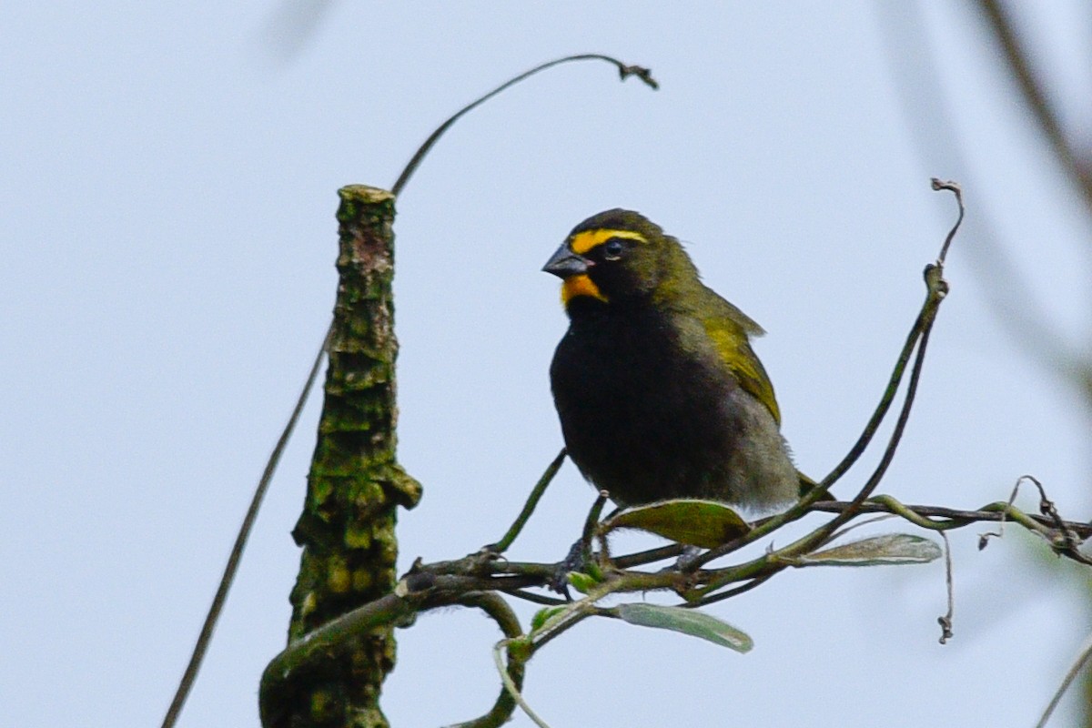 Yellow-faced Grassquit - Daniel Irons