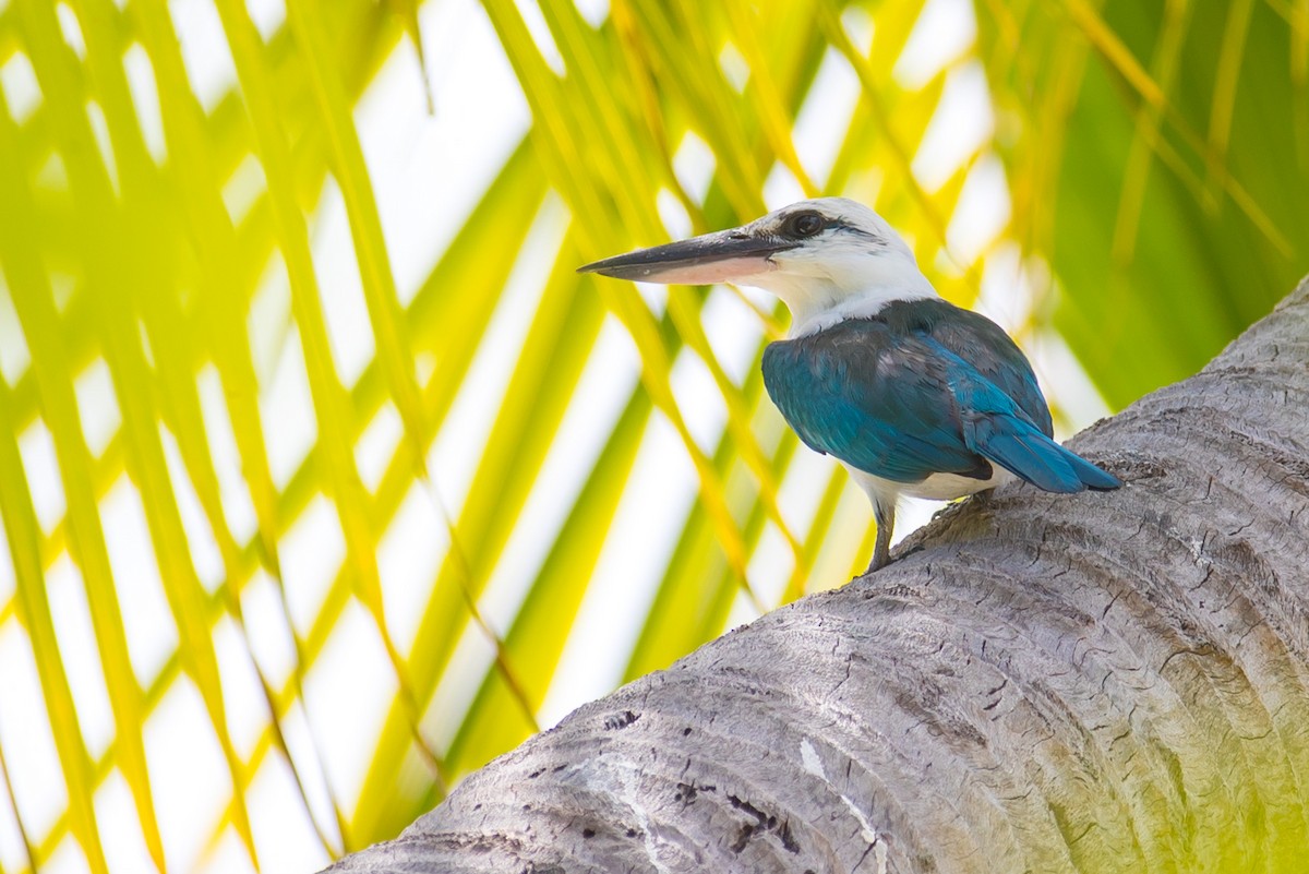 Beach Kingfisher - ML147994381