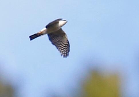 Sharp-shinned Hawk - ML147994651