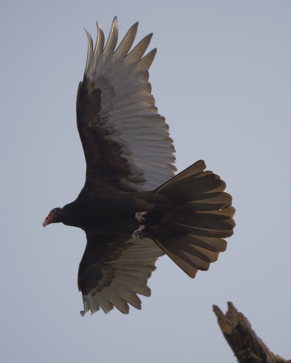 Turkey Vulture - ML147995371