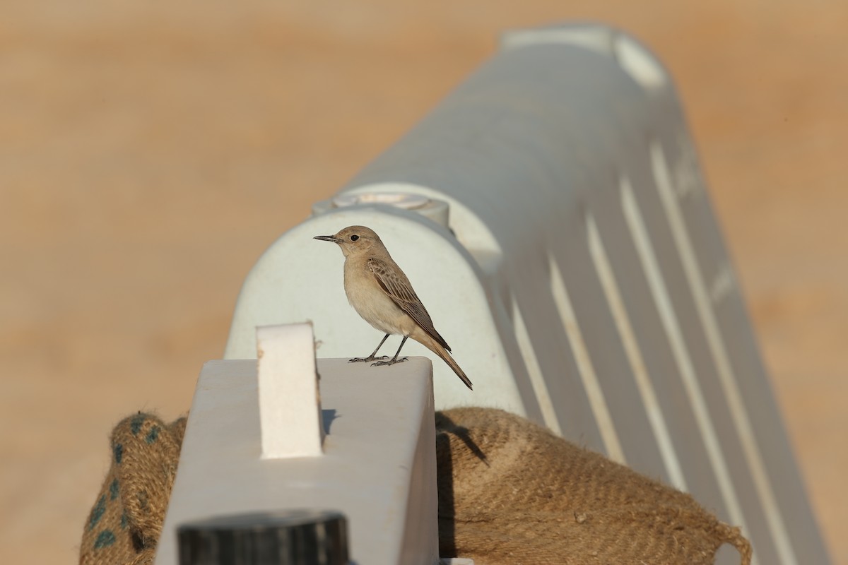 Hooded Wheatear - ML147997361