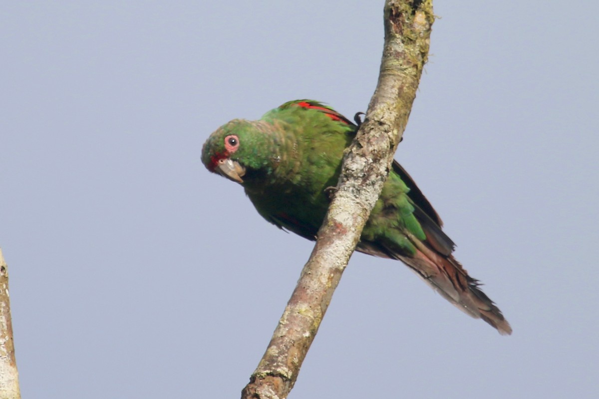 El Oro Parakeet - Gil Ewing