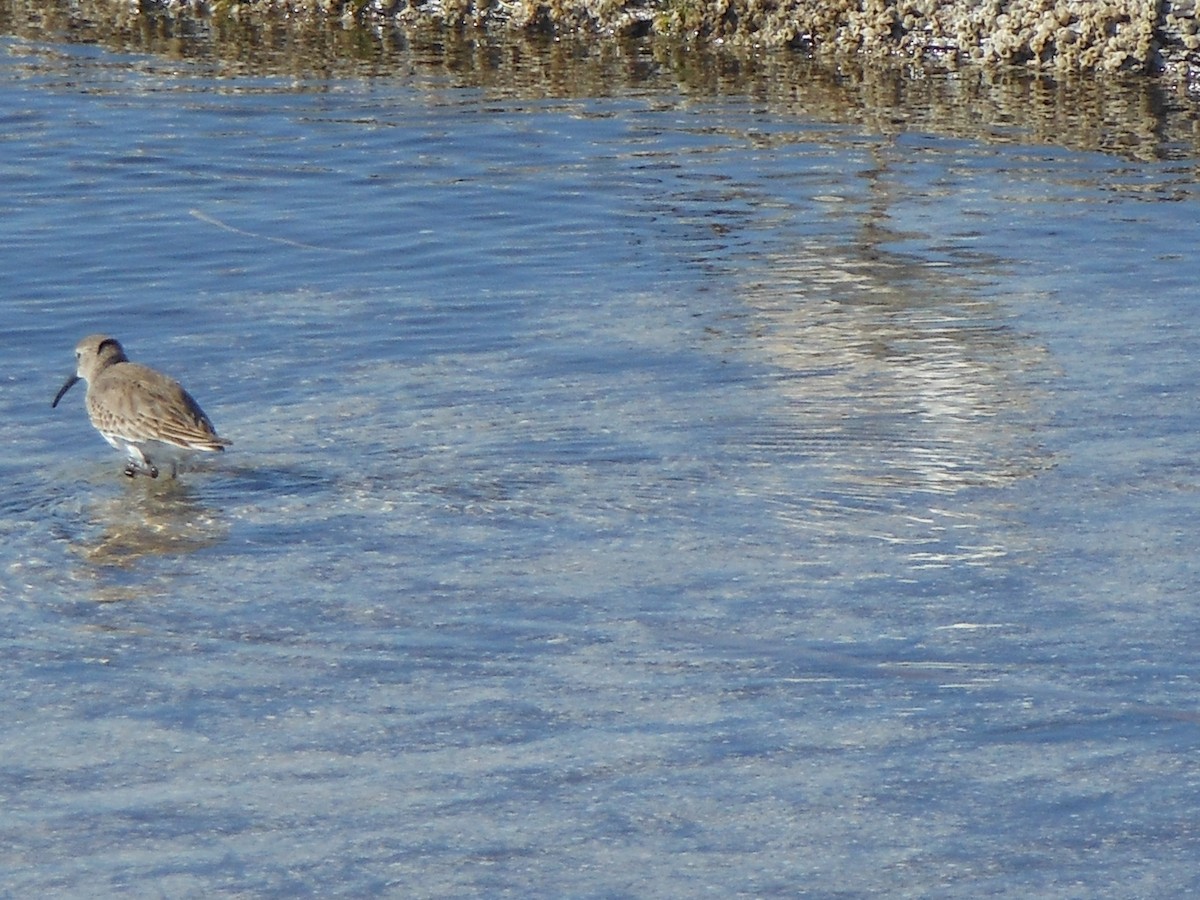 Dunlin - ML147998061