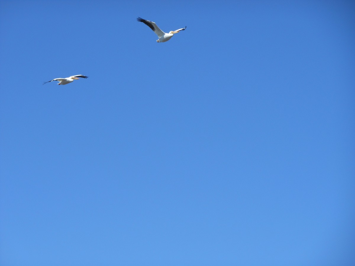 American White Pelican - ML147998201