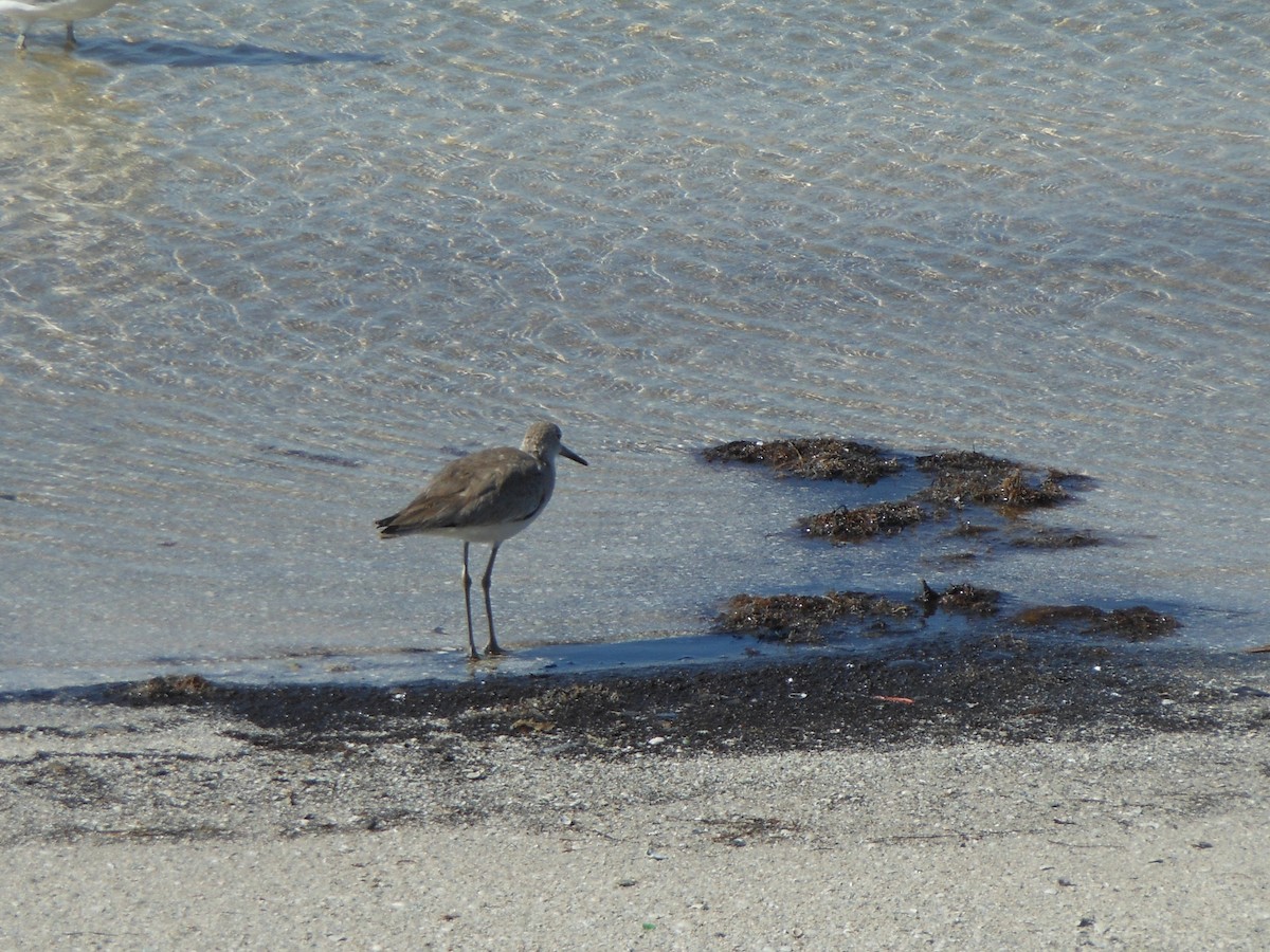 Willet - ML147998261