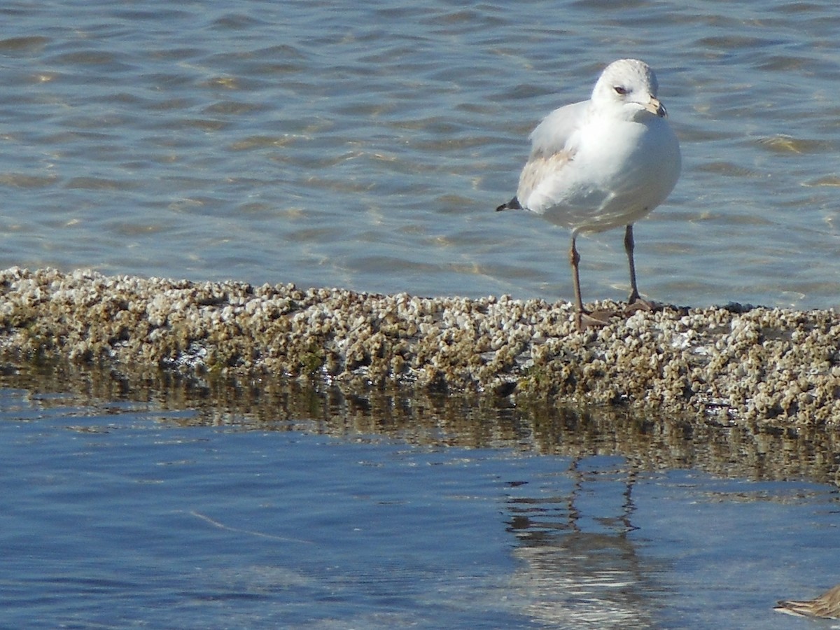 Ring-billed Gull - Jesse Golden