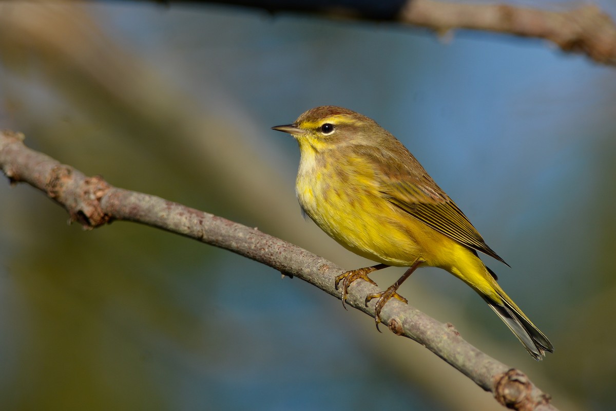 Palm Warbler (Yellow) - Daniel Irons