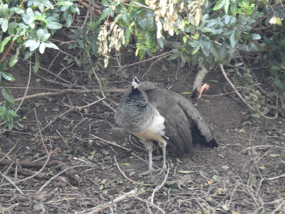 Indian Peafowl - ML147999331