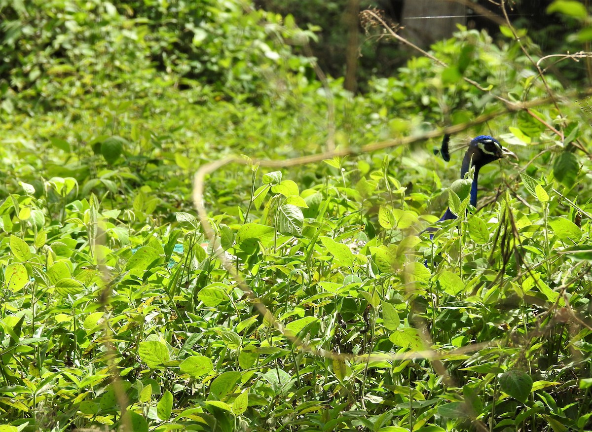 Indian Peafowl - ML147999341