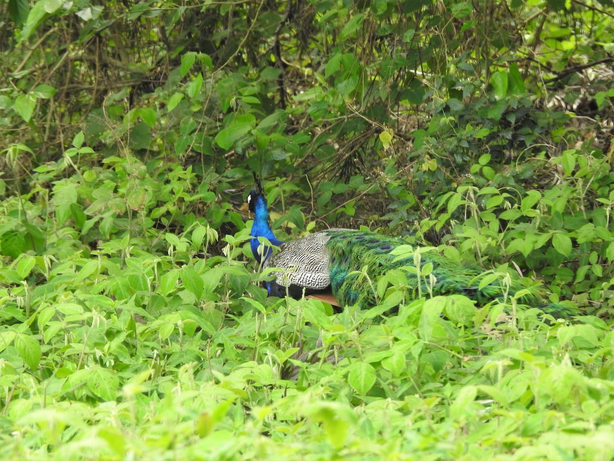 Indian Peafowl - ML147999391