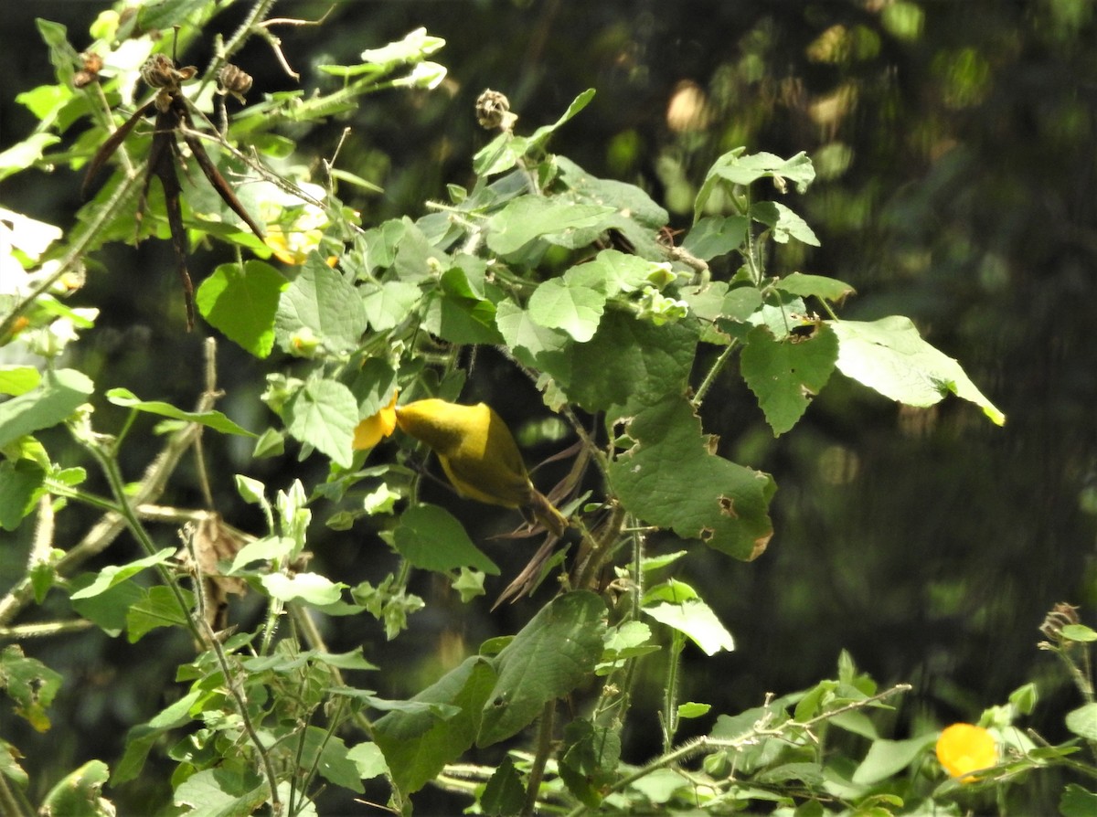 Hawaii-Amakihikleidervogel (virens) - ML147999491