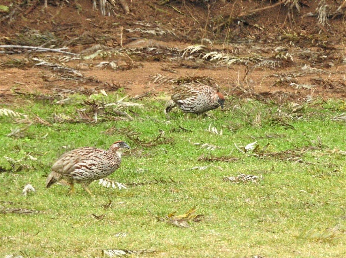 Erckel's Spurfowl - ML147999551