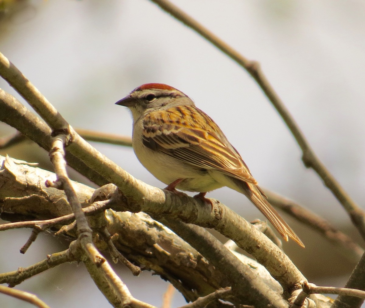 Chipping Sparrow - ML147999961