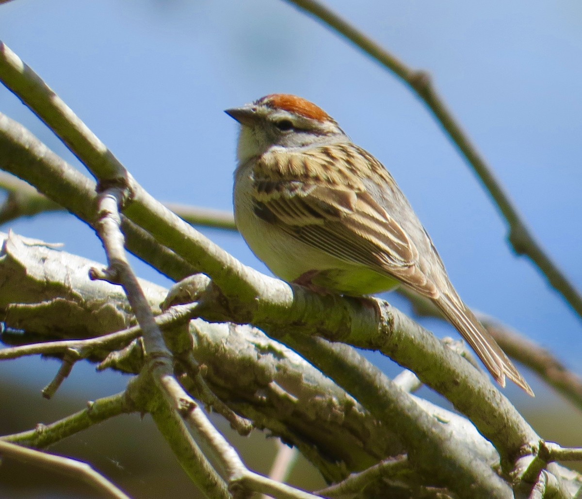 Chipping Sparrow - ML147999971