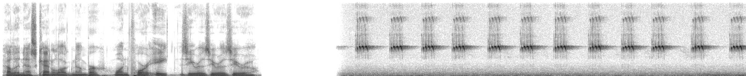 Jamaican Field Cricket - ML148000
