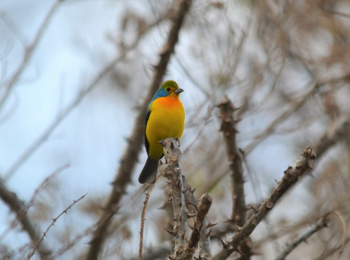 Orange-breasted Bunting - ML148001311