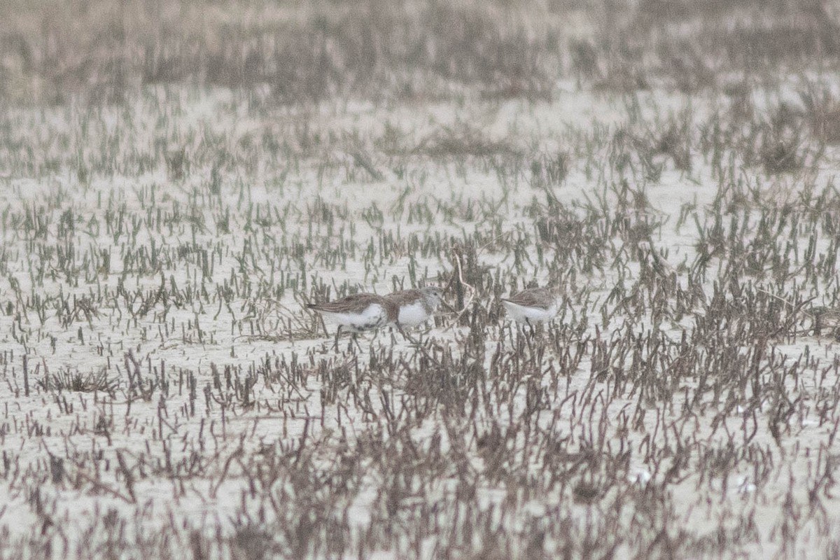 Dunlin - ML148002111