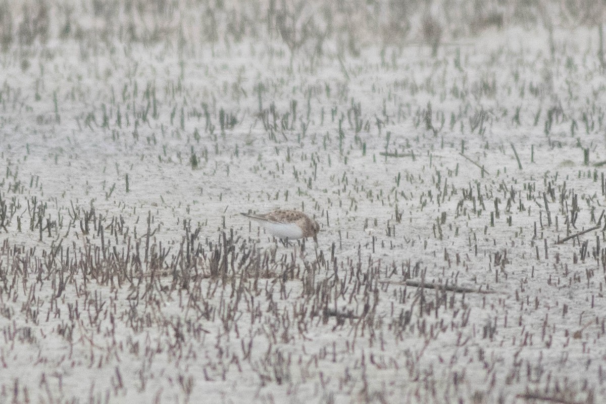 Baird's Sandpiper - Will  Britton