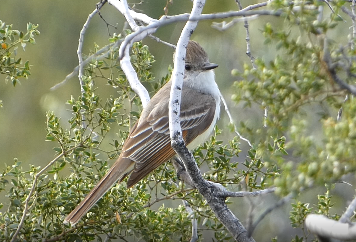 Ash-throated Flycatcher - ML148004311