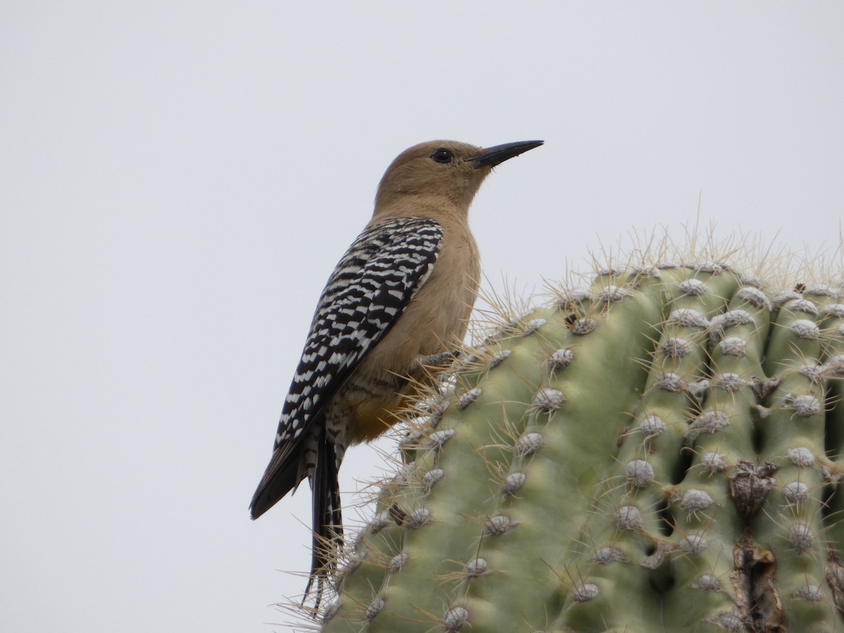 Gila Woodpecker - Jason Chou