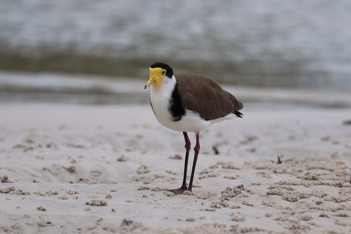 Masked Lapwing - Annette Priest