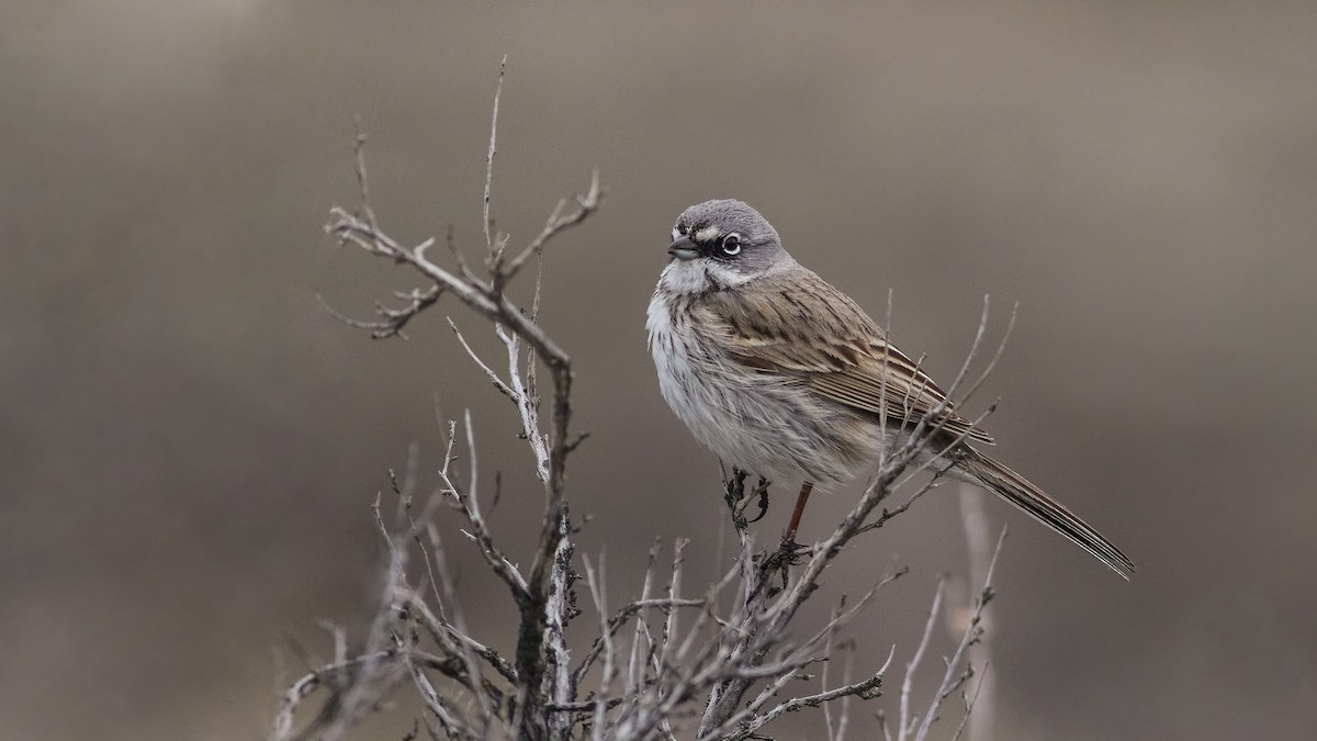 Sagebrush Sparrow - ML148005421