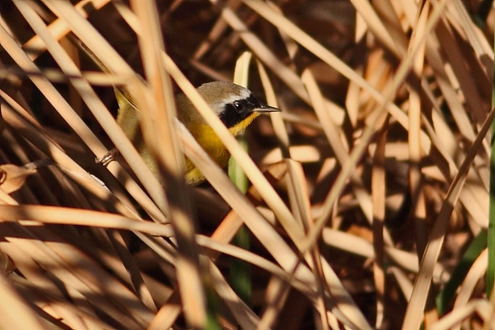 Common Yellowthroat - Daniel Mitev