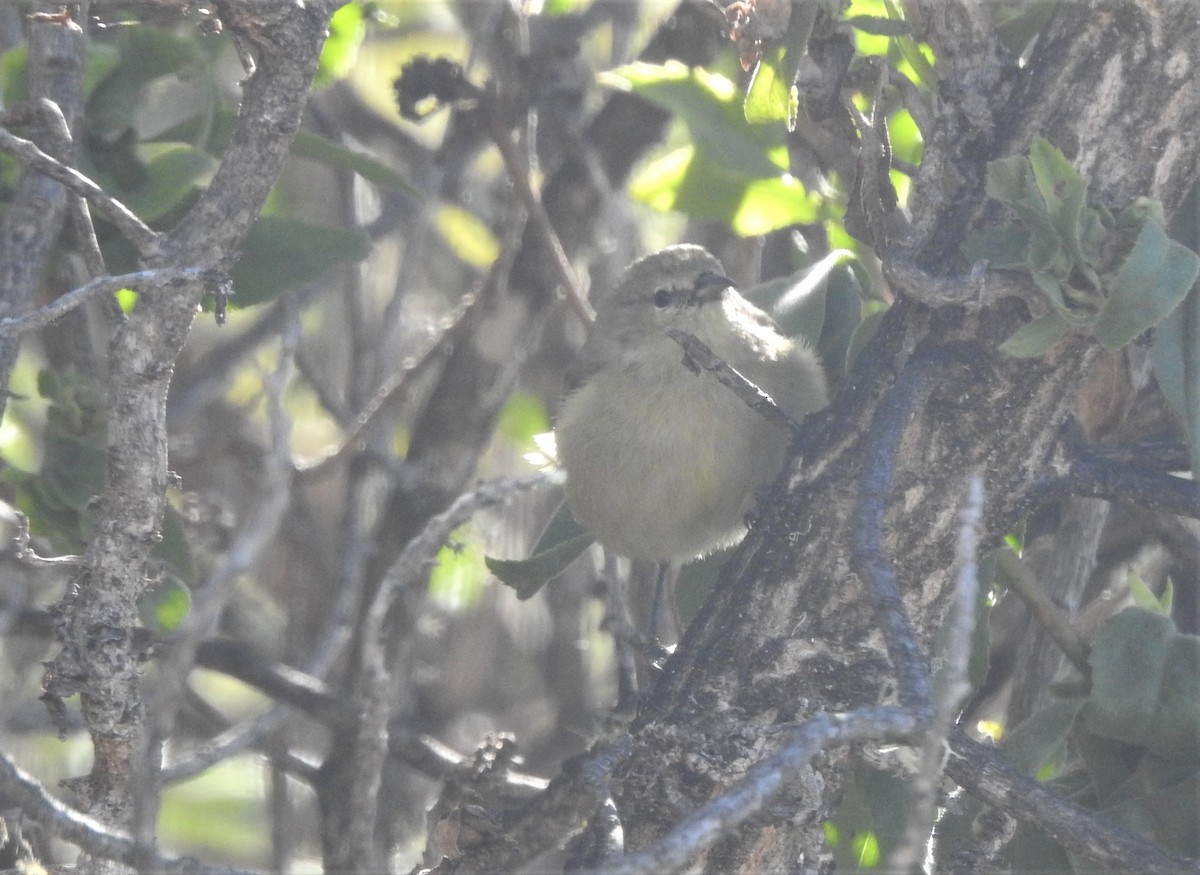 Hawaii-Amakihikleidervogel (virens) - ML148006501