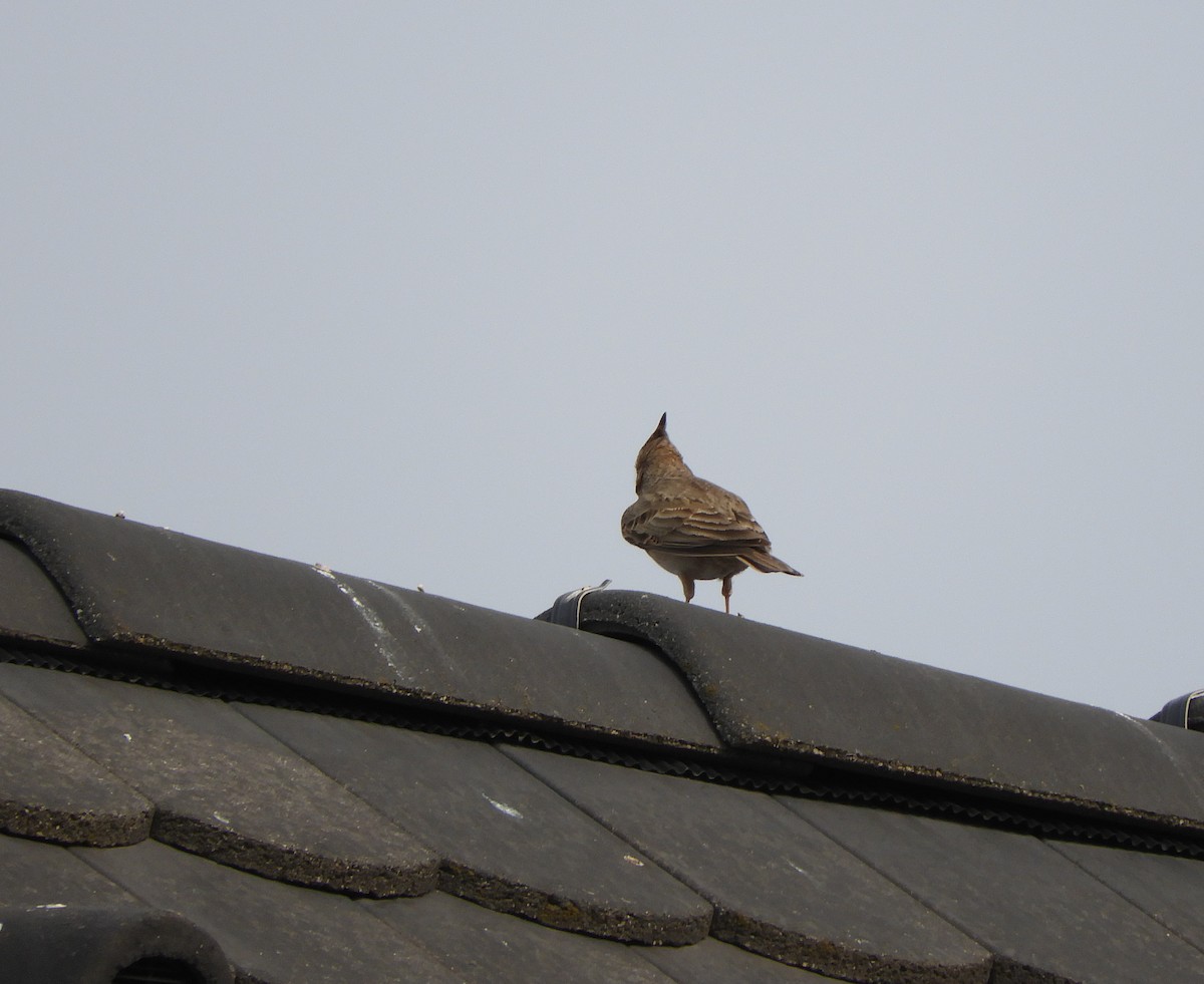 Crested Lark - Miroslav Mareš