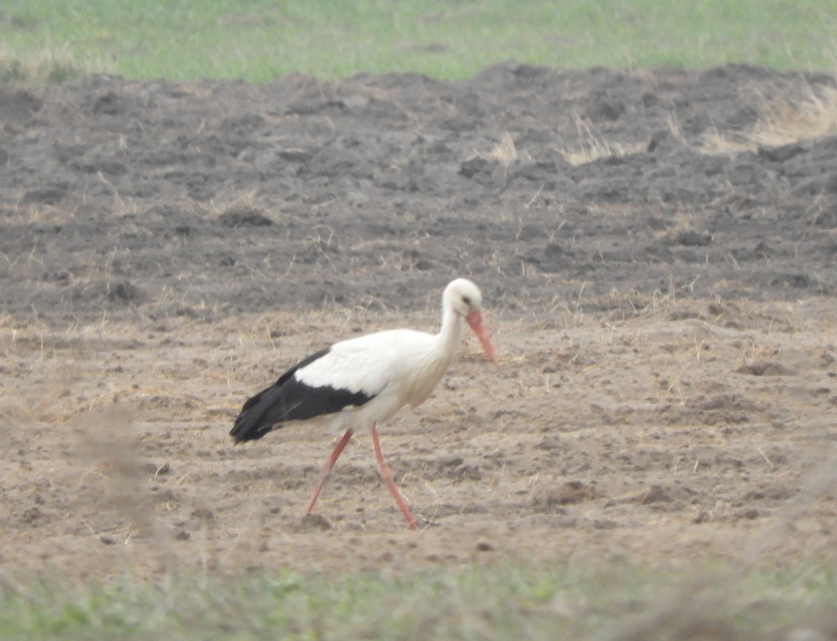 Cigüeña Blanca - ML148009791