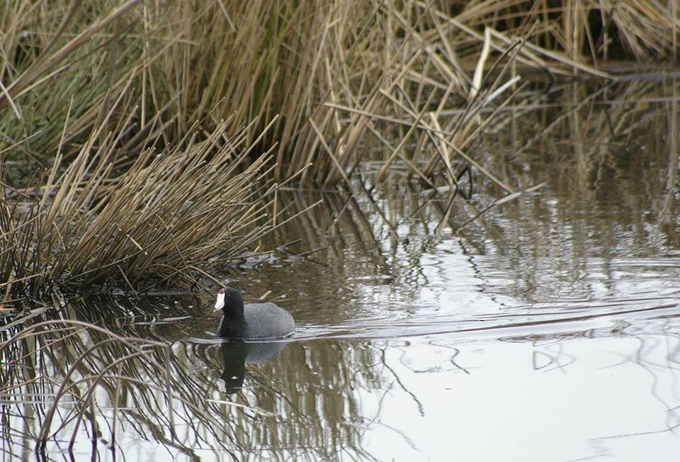 American Coot - Melia Tichenor