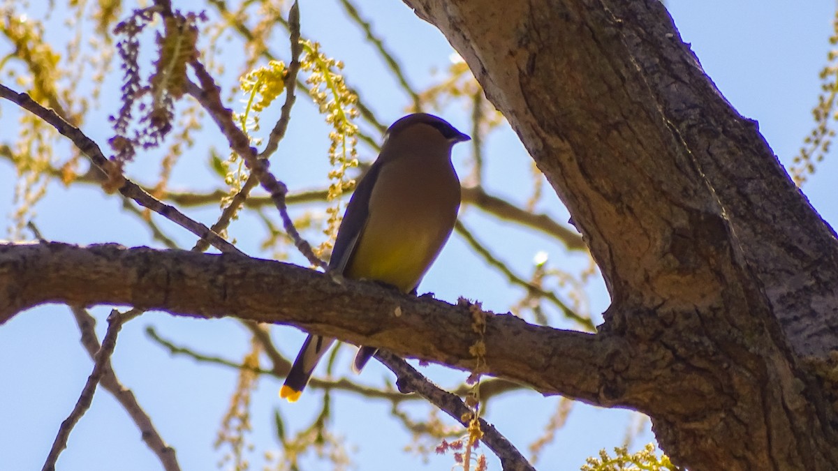 Cedar Waxwing - ML148010561