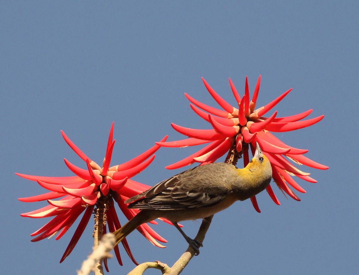 Black-backed Oriole - ML148012261