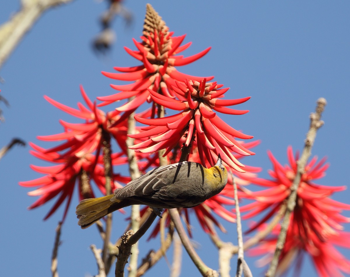 Black-backed Oriole - ML148012271