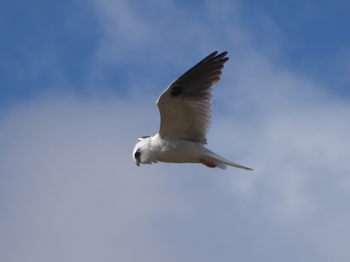 Black-shouldered Kite - ML148013721