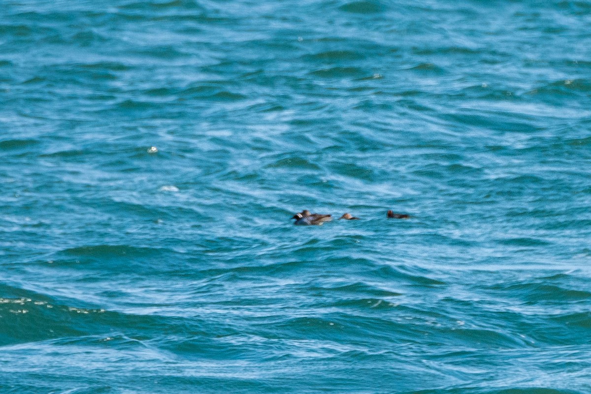 Garganey - ML148014061