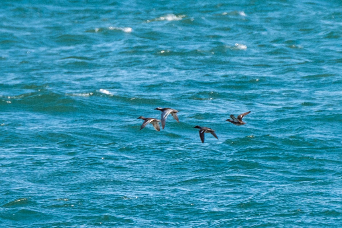 Garganey - ML148014071