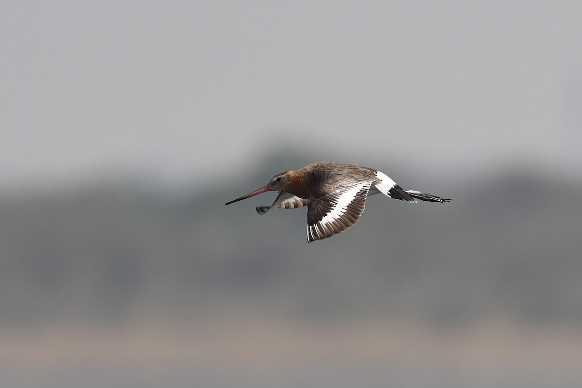 Black-tailed Godwit - ML148014361