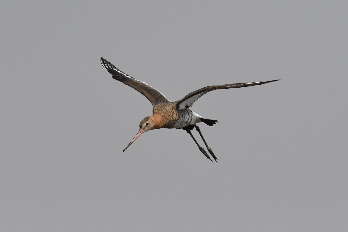 Black-tailed Godwit - Sriram Reddy